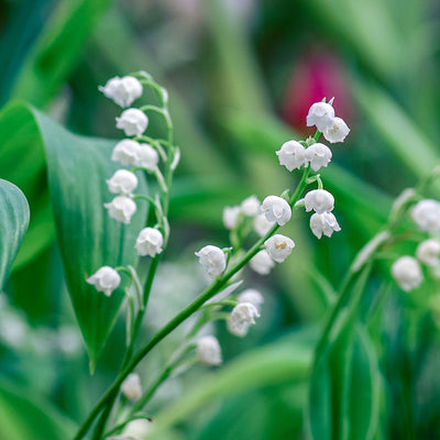 Enjoy Flowers of Spring: Narcissus, Peony, Lily of the Valley, and Gardenia